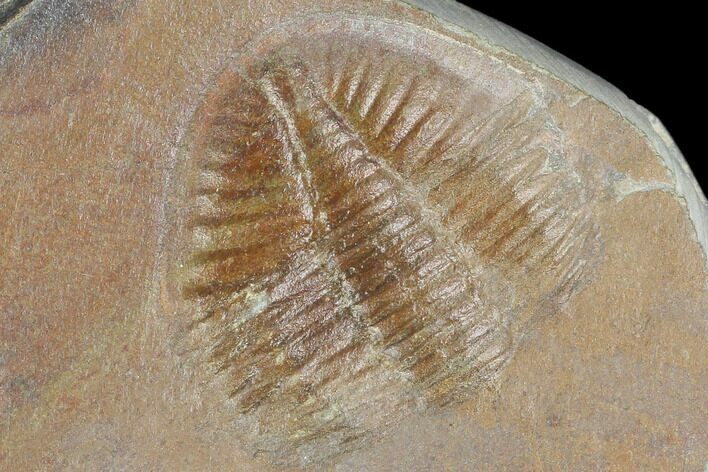 Partial Ogyginus Cordensis - Classic British Trilobite #103130